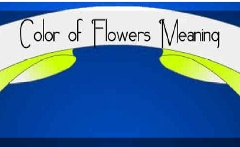 The Color of Flowers Meaning