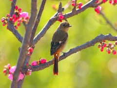 Birds Screensaver