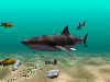 Shark Water World 3D Screensaver